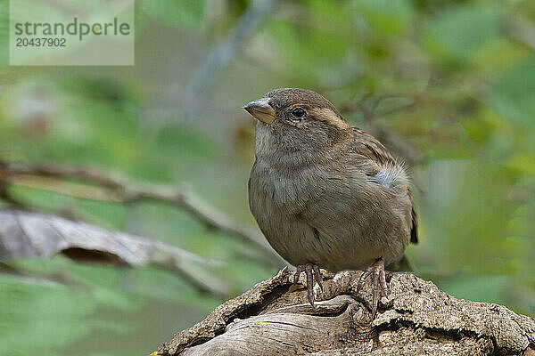 House Sparrow (Passer domesticus)  Serra da Canastra National Park  Minas Gerais  Brazil  South America