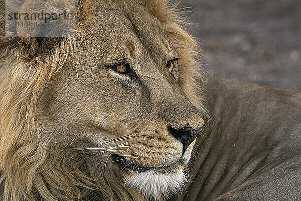 Male lion (Panthera leo)  Mashatu Game Reserve  Botswana  Africa