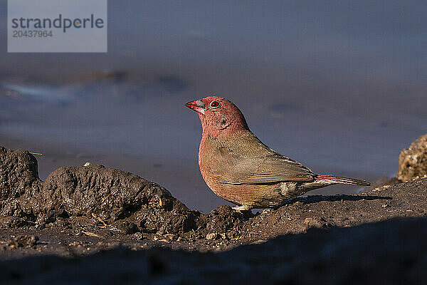 Senegal Firefinch (Lagonosticta senegala)  Mashatu Game Reserve  Botswana  Africa