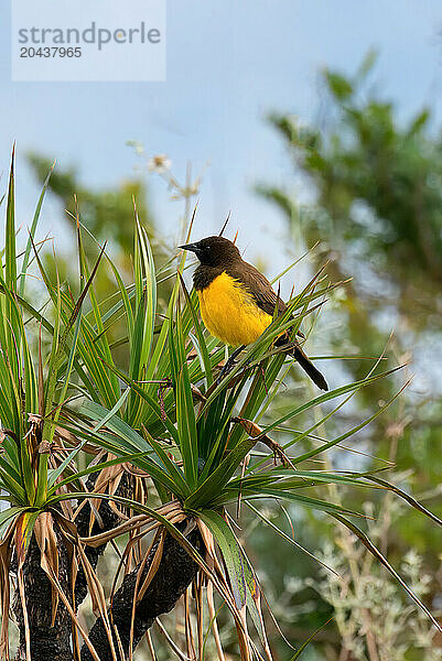 Yellow-rumped Marshbird (Pseudoleistes guirahuro) sitting on branch  Serra da Canastra National Park  Minas Gerais  Brazil  South America