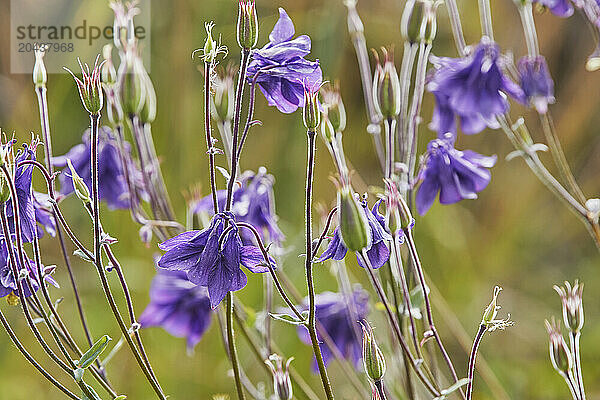 The Common Columbine (Aquilegia vulgaris) in flower on heathland in summer  Little Haldon  near Teignmouth  Devon  England  United Kingdom  Europe