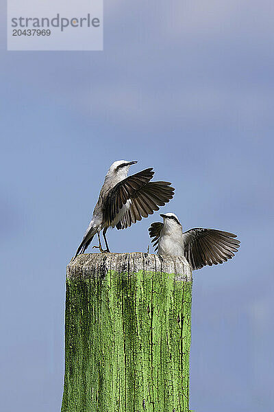 Courtship display of a couple of Masked Water-Tyrant (Fluvicola nengeta)  Serra da Canastra National Park  Minas Gerais  Brazil  South America