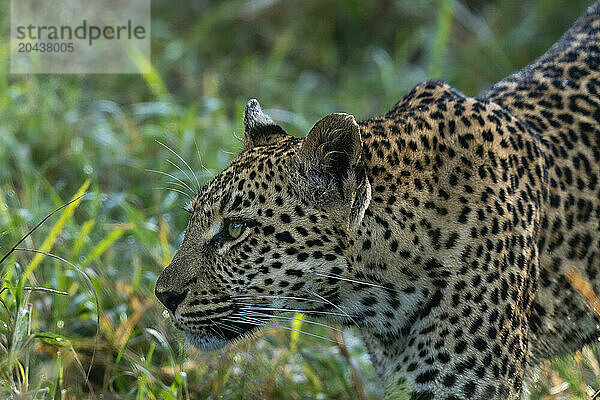 Leopard (Panthera pardus)  Sabi Sands Game Reserve  South Africa  Africa