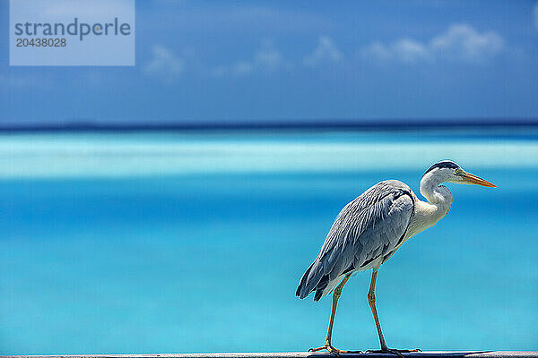 Grey heron in the blue lagoon  The Maldives  Indian Ocean  Asia