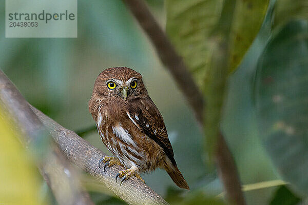 Ferruginous Pygmy-Owl (Glaucidium brasilianum)  Serra da Canastra National Park  Minas Gerais  Brazil  South America