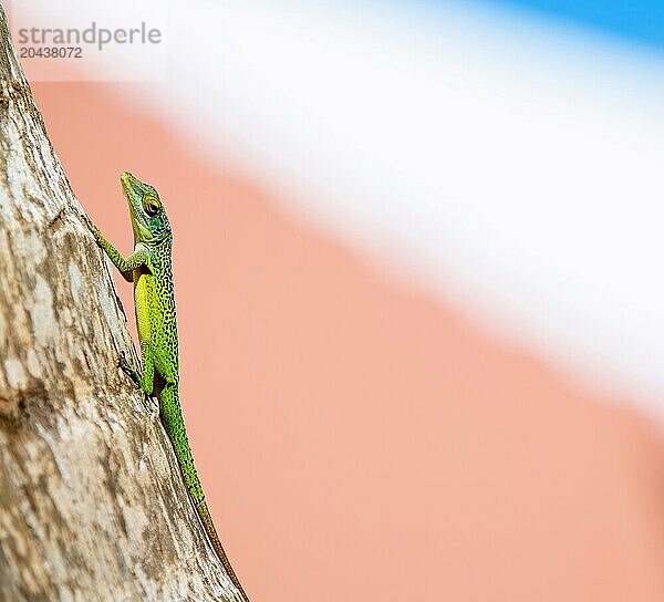 Antiguan Anole lizard (Anolis Leachii) in Smiths  Bermuda  Atlantic  North America