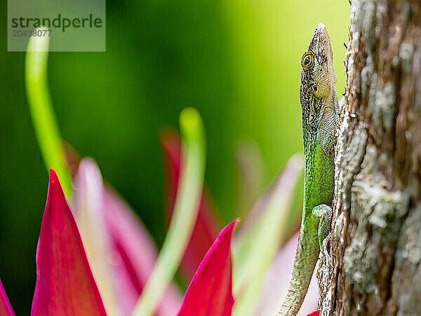 Antiguan Anole lizard (Anolis Leachii) in Smiths  Bermuda  Atlantic  North America