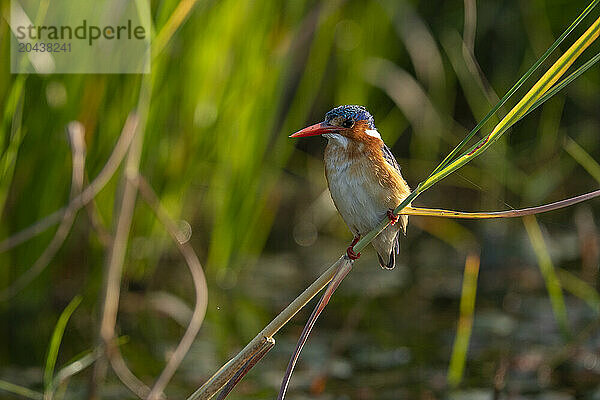 Malachite Kingfisher (Corythornis cristatus)  Okavango Delta  Botswana  Africa