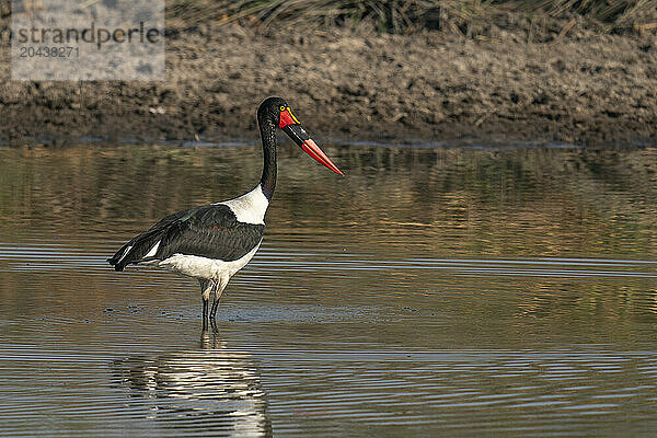 Saddle-billed Stork (Ephippiorhynchus senegalensis) fishing in a waterhole  Okavango Delta  Botswana  Africa