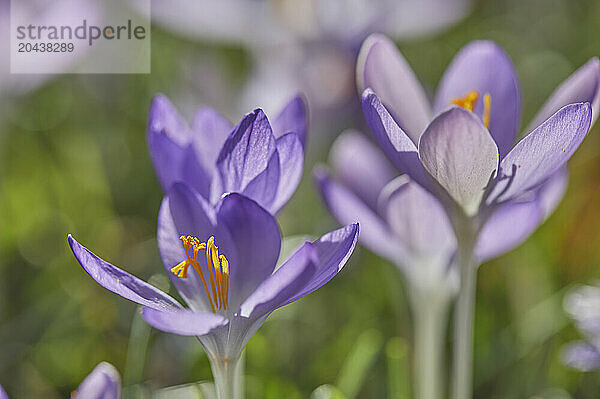 Purple crocuses in flower in early spring  one of the earliest flowers to announce the arrival of spring  Devon  England  United Kingdom  Europe