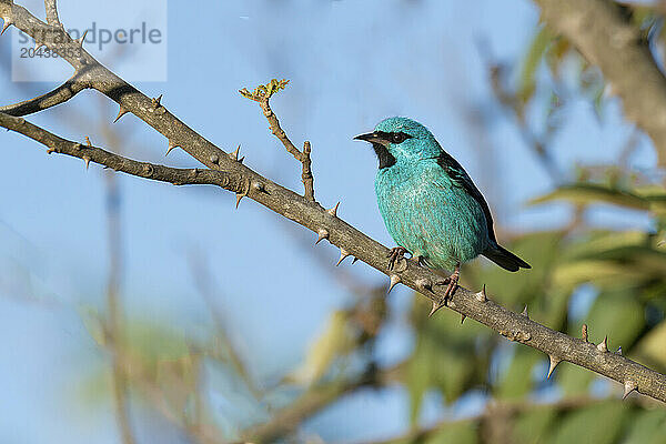 Male Blue Dacnis (Dacnis cayana) Thraupidae family  Passeriformes order  on a branch  Serra da Canastra National Park  Minas Gerais  Brazil  South America