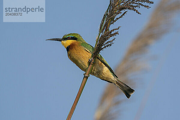 Little Bee-eater (Merops pusillus)  Okavango Delta  Botswana  Africa