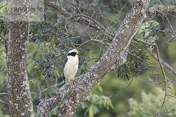 Laughing Falcon (Herpetotheres cachinnans)  Serra da Canastra National Park  Minas Gerais  Brazil  South America