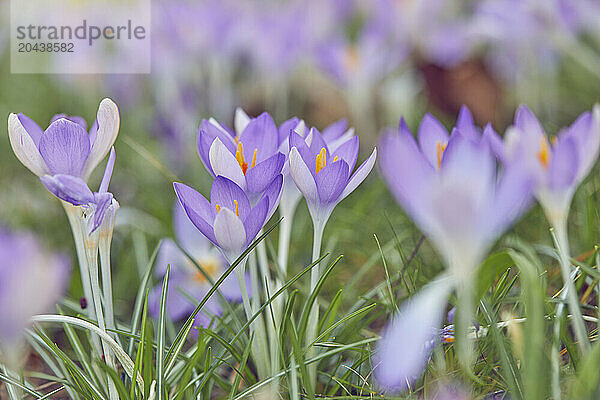 Purple crocuses in flower in early spring  one of the earliest flowers to announce the arrival of spring  Devon  England  United Kingdom  Europe