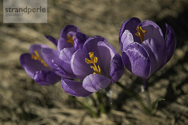 Crocus Flowers  Fagaras Mountains  Arges County  Muntenia  Romania  Europe