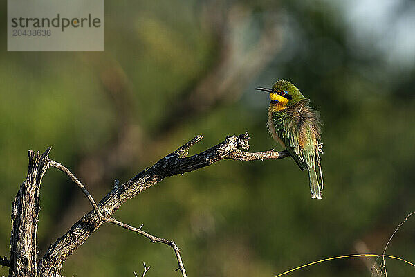 Little Bee-eater (Merops pusillus)  Sabi Sands Game Reserve  South Africa  Africa