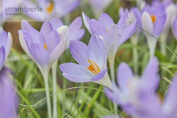 Purple crocuses in flower in early spring  one of the earliest flowers to announce the arrival of spring  in Devon  England  United Kingdom  Europe