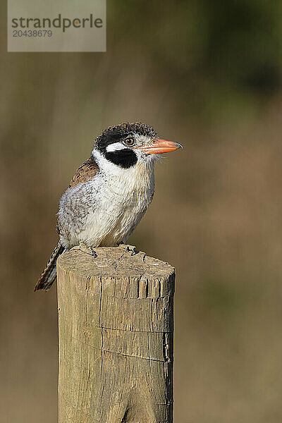 White-eared Puffbird (Nystalus chacuru) sitting on a pole  Serra da Canastra National Park  Minas Gerais  Brazil  South America