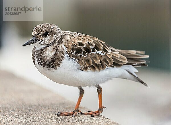 Ruddy Turnstone (Arenaria Interpres)  a small cosmopolitan wading bird  Bermuda  Atlantic  North America