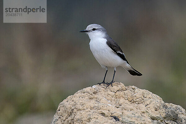 White-rumped Monjita (Xolmis velatus)  Serra da Canastra National Park  Minas Gerais  Brazil  South America