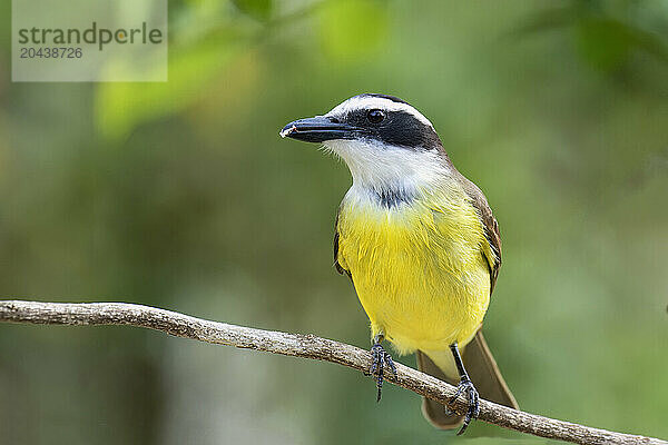 Great Kiskadee (Pitangus sulphuratus)  Serra da Canastra National Park  Minas Gerais  Brazil  South America