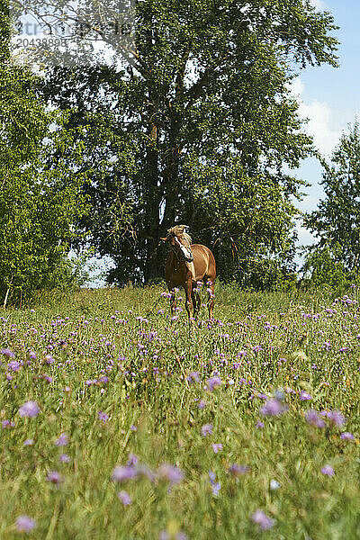 Horse standing in summer meadow