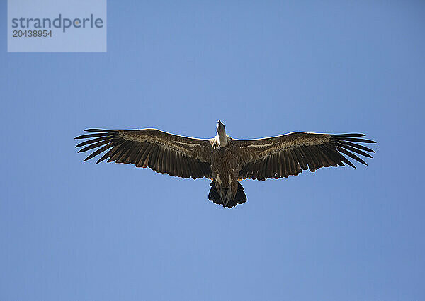 Eurasian griffon vulture (Gyps fulvus) flying against clear blue sky