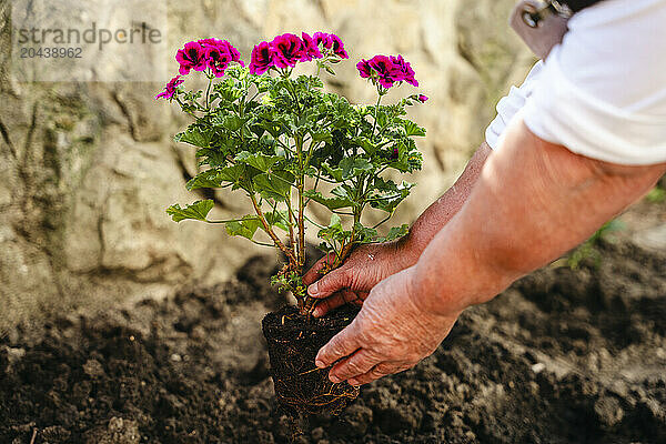 Woman's hand planting flowers in back yard