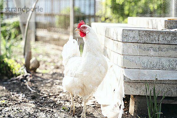 White chicken walks in garden