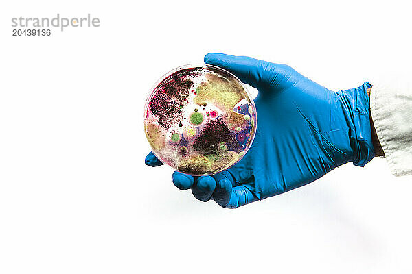 Hand of scientist holding fungus in petri dish against white background