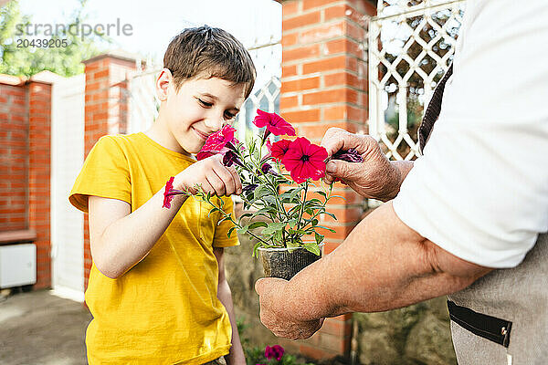 Boy examining flowering plant held by grandmother