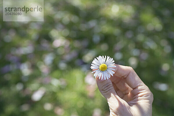 Hand of woman holding daisy flower