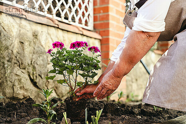 Woman planting flowers in back yard