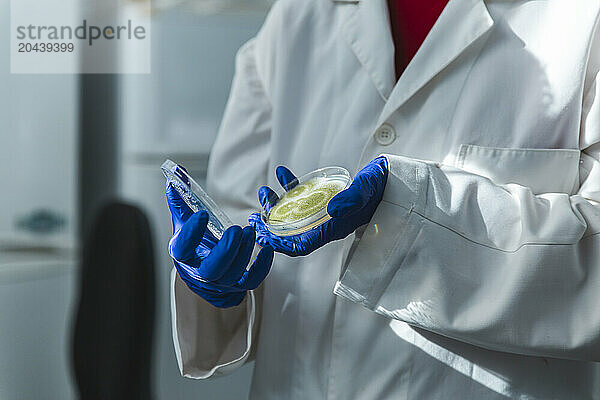 Scientist wearing glove and lab coat holding fungus in petri dish at laboratory