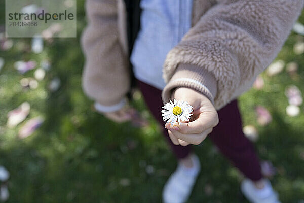 Girl holding daisy flower at park