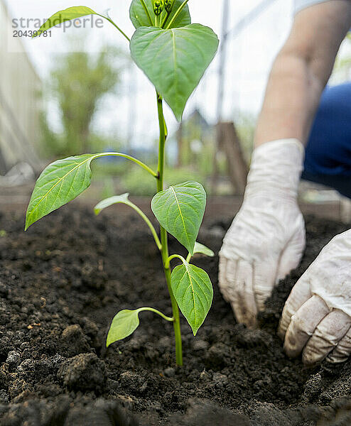 Senior woman planting pepper crop in garden