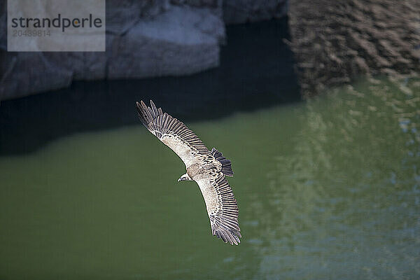 Eurasian griffon vulture (Gyps fulvus) flying over water