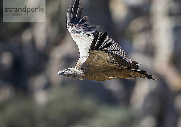 Eurasian griffon vulture (Gyps fulvus) in flight