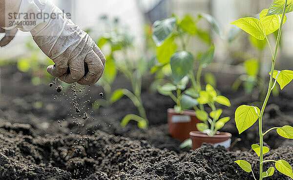 Hand of senior woman wearing glove and holding soil near pepper plants