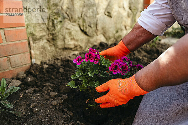 Woman's hands plant flowers in back yard