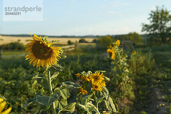 Sunflowers blooming outdoors in summer