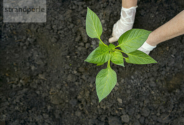 Hands of woman planting pepper sapling in garden