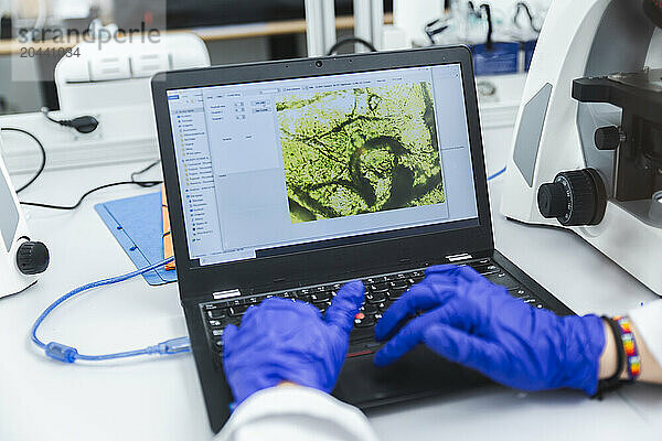 Scientist examining pea sample through laptop in laboratory