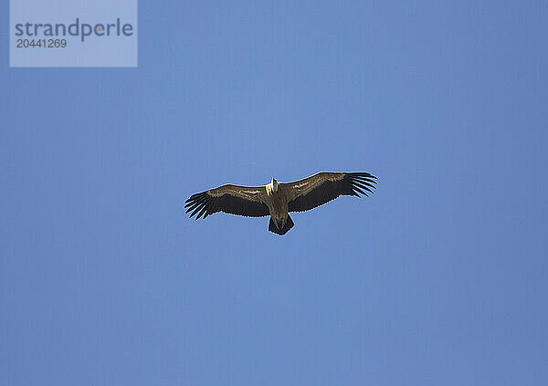 Eurasian griffon vulture (Gyps fulvus) flying against clear blue sky