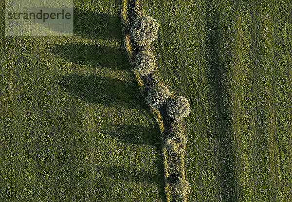 Trees in floodlands amidst green grass area near river IJssel  Netherlands