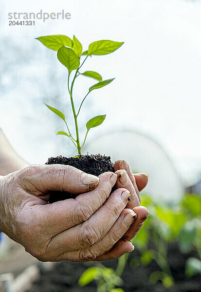 Hands of senior woman holding seedling with soil in garden