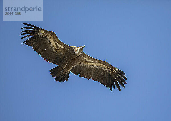 Eurasian griffon vulture (Gyps fulvus) flying against clear blue sky