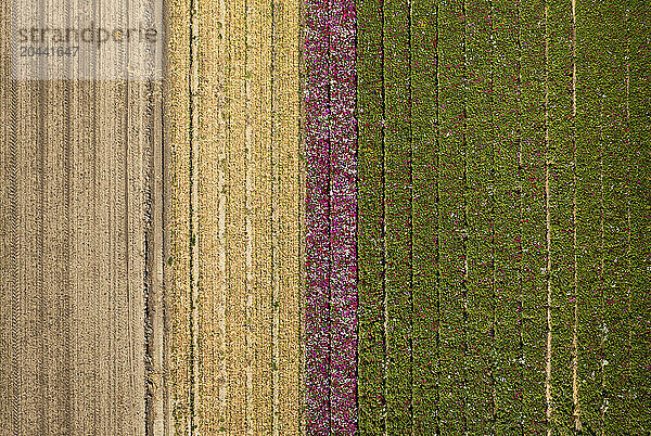 Growing flowers in field of Zeeland  Netherlands