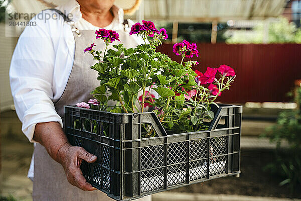 Senior woman carrying flower crate in back yard