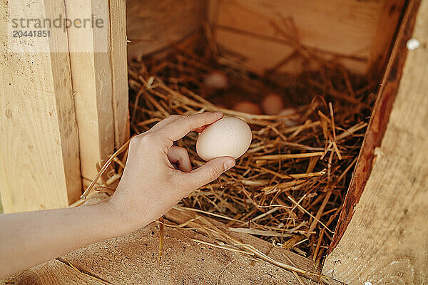 Hand of young farmer collecting egg from chicken coop at farm